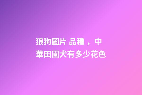 狼狗圖片 品種，中華田園犬有多少花色-第1張-觀點-玄機派